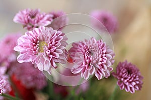 Close up of pink chrysanthemum blossom on spring season.  Bouquet of beautiful soft pink flowers for greeting cards  background,