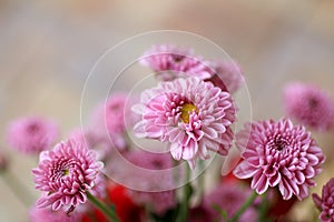 Close up of pink chrysanthemum blossom on spring season.  Bouquet of beautiful soft pink flowers for greeting cards background,