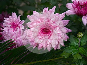 Close up Pink chrysanthemum, floral foliage bouquet, vibrant bright in dark green background, nature wallpaper or backdrop