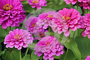 pink chrysanthemum flower in the garden photo