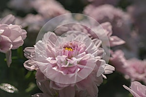 Close up of pink chrysanthemums flowers blooming in the garden