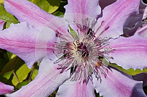 Close up of pink clematis flower photo