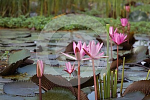 Close up pink color fresh lotus blossom or water lily flower blooming on pond background, Nymphaeaceae