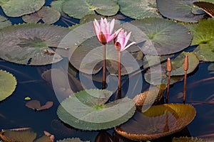 Close up pink color fresh lotus blossom or water lily flower blooming on pond background, Nymphaeaceae