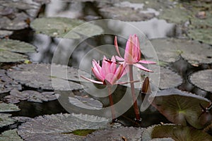 Close up pink color fresh lotus blossom or water lily flower blooming on pond background, Nymphaeaceae