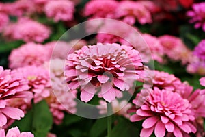 Close Up Pink Color of Zinnia Elegans Flowers on Blur wonderful Pink flowers