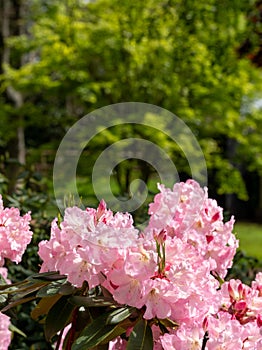 Close up of pink coloured rhododendron flowers, photographed at end May in Temple Gardens, Langley Park, Iver Heath, UK.