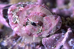 Close up of pink coralline sculpin