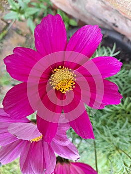 Close up of a pink Cosmos flower