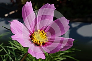 Close-up of a pink cosmos flower blossom