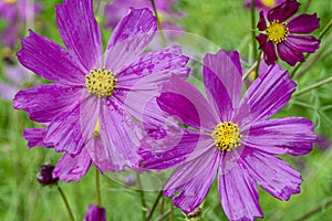 Close-up of pink cosmos flower with blur background