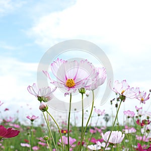 Close up of pink cosmos flower in garden photo