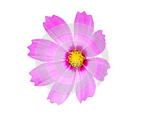 Close up pink cosmos flower isolated on white background
