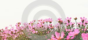 Pink cosmos flower in the meadow over white background.