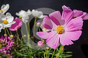 Close up Pink cosmos flowers in garden
