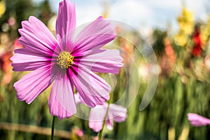 Close up pink cosmos oin flower field