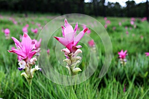 Close up pink curcuma