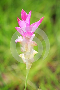 Close up pink curcuma
