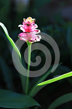 Close up pink curcuma
