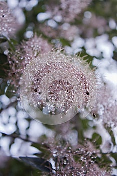 Close-up of pink curmudgeon flowers