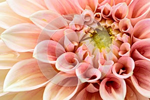 Close-up Pink dahlia in bloom