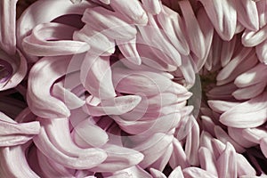 Close-up of pink dahlia with center in focus and softer edges, selective focus