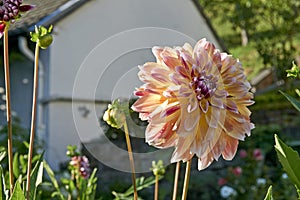 Close up of Pink Dahlia flower with green leaves. Blurred background. Selective focus.