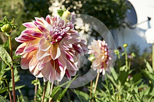 Close up of Pink Dahlia flower with green leaves. Blurred background. Selective focus.