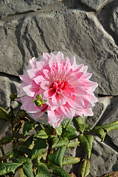 A close up of pink dahlia of the 'Ottoâ€™s Thrill' variety in the garden