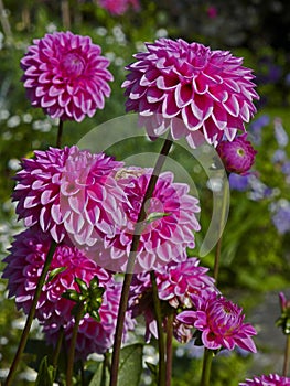 Close up of Dahlia 'Wootton Cupid' in a summer flower border