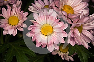 Close-up of pink daisies with dark green foliage