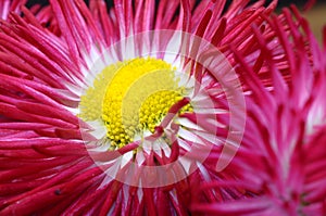 Close up of pink daisy flower