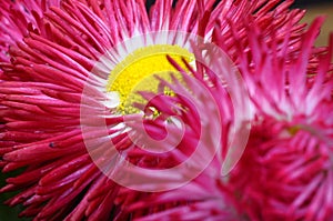 Close up of pink daisy flower