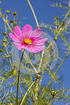 Close up pink daisy flower against blue sky
