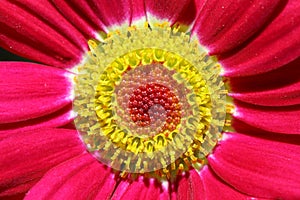 A close up of pink daisy flower petals with yellow stamen centre