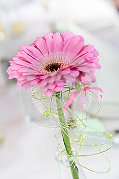 Close up pink daisy flower