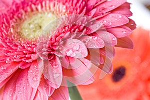 Close-up pink daisy-gerbera with water drops