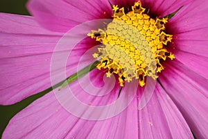 Close-up on pink daisy