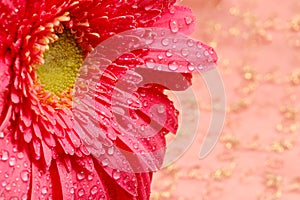 Close-up of a pink daisy in a silk golden background