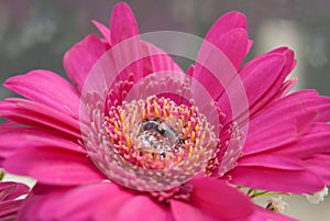 Pink daisy close up with water drop on button.