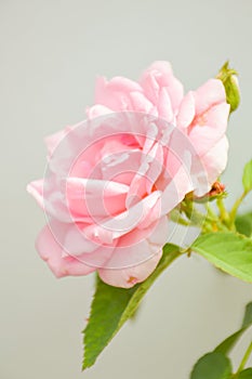 Pink damask rose flower in garden