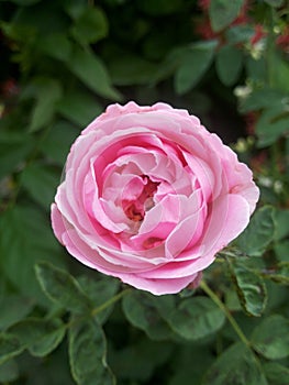 Pink damask rose flower in garden