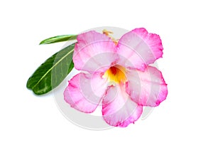 Close-up pink Desert Rose Flower or Adenium obesum isolated on w