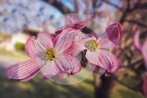 Close-up of pink dogwood blossoms on blurred foreshortened brach - Spring or Easter background