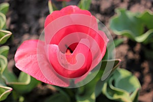 Close-up of Pink Dutch Variety tulip growing in the garden. Natural sunset light