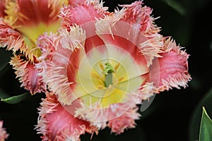 Close up of a pink edged yellow tulip with crenelated leaves