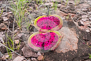 Close up of the pink, edible fruit of the Xique xique cactus Pilosocereus gounellei in Oeiras, Piaui - Northeast Brazil photo