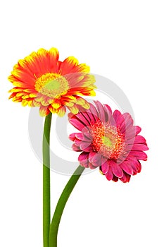 Close up of pink and flaming red yellow gerber daisy flowers on white background