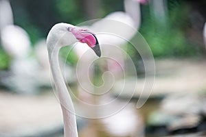 Close up pink flamingo