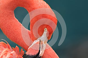 Close up of a pink flamingo